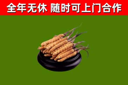 舟山烟酒回收冬虫夏草.jpg