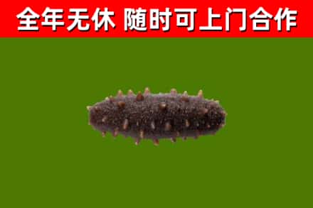 舟山烟酒回收干海参.jpg
